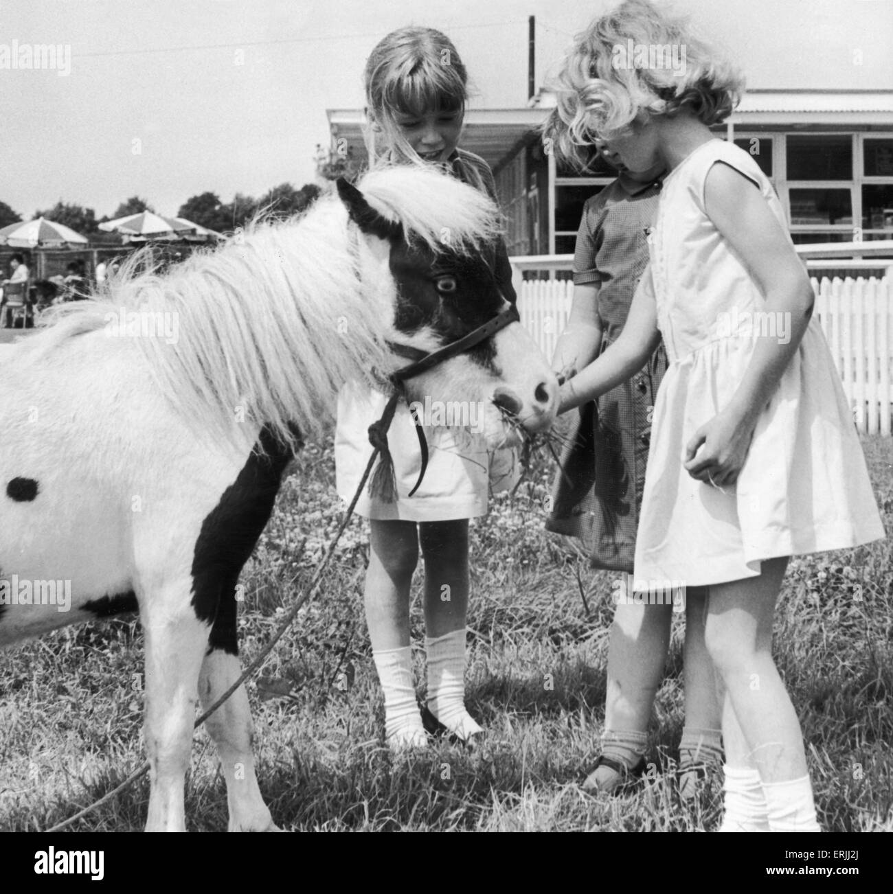 Pinocchio trois ans et 29 en haute est l'un des plus petits poneys dans le pays. Il est l'une des attractions au Parc Zoo de Coventry, où même ses jeunes admirateurs ont à se pencher pour le nourrir. 23 Juillet 1968 Banque D'Images