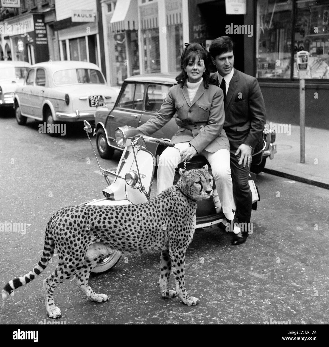 Carnaby Street, Londres, 4 avril 1966. Photo-call pour l'ouverture du nouveau magasin de Tomcat. Kinna le guépard avec Christine Spooner, modèle 24 et designer Irvine Sellars. Banque D'Images