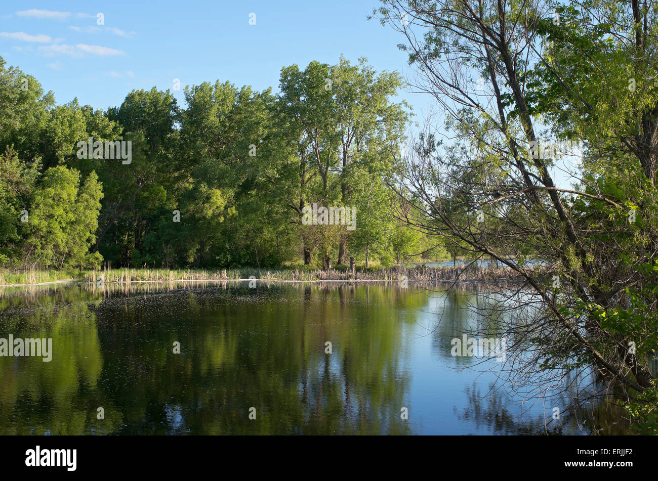 Les zones humides du centre de la nature du lac du bois bois et réflexions à richfield minnesota Banque D'Images