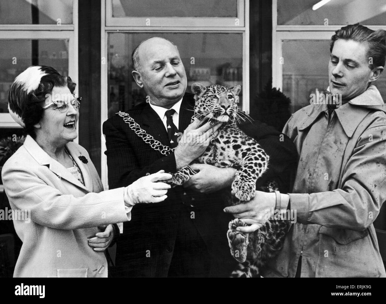 Le maire de la Dame et la maire, conseiller municipal et Mme W Parfitt, se faire des amis avec Coventry Parc du Zoo's six mois leopard, Zak. 5 avril 1966 Banque D'Images