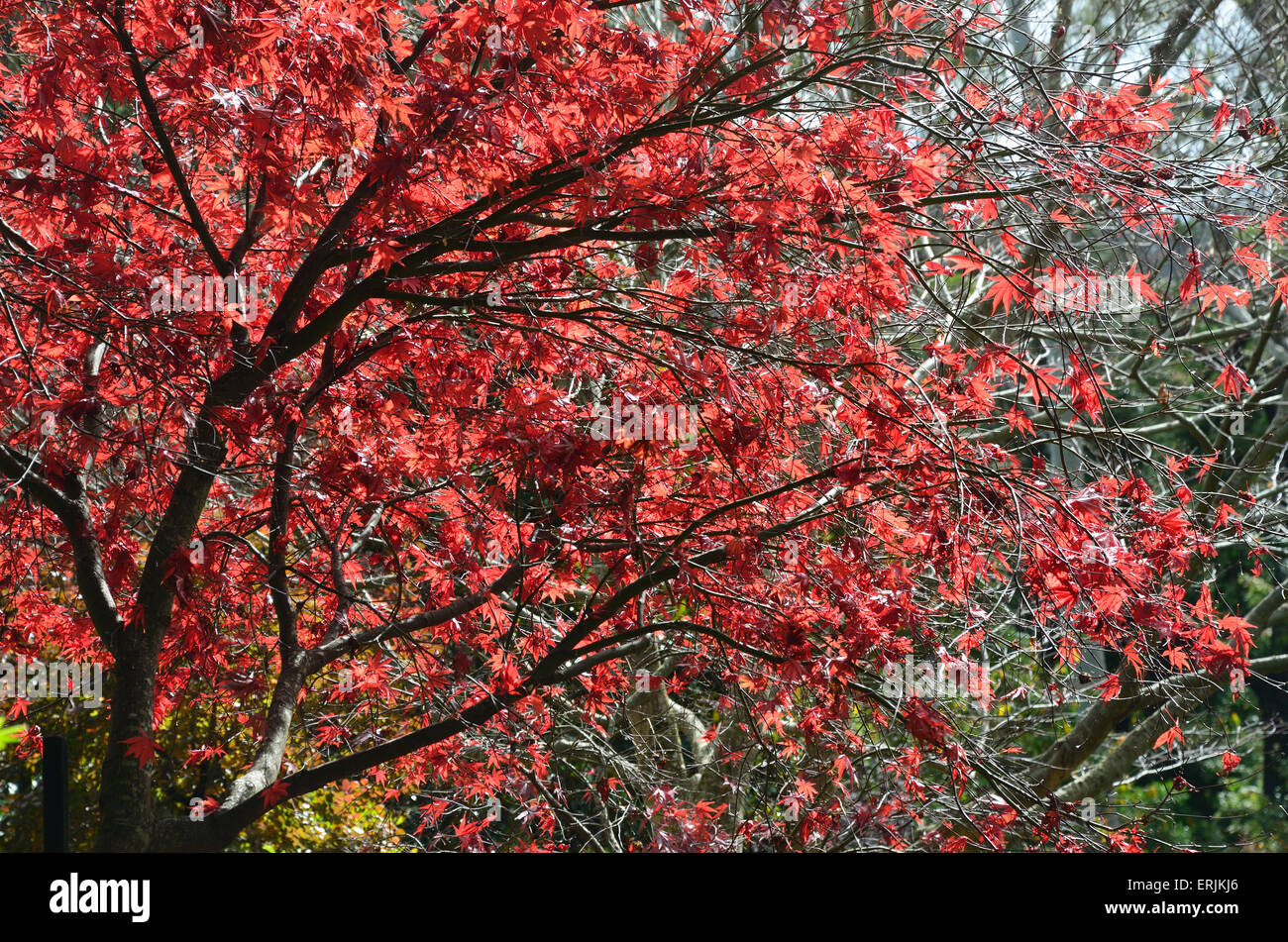 Aux couleurs de l'automne d'arbres et d'arbustes pendant la journée Banque D'Images