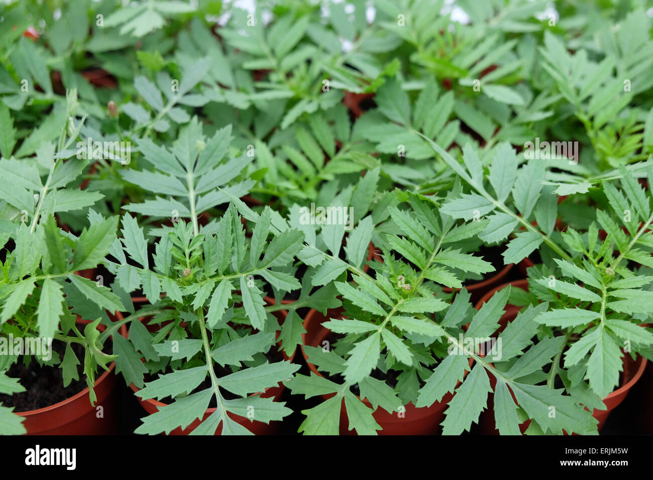 Plantes en pot marigold Banque D'Images