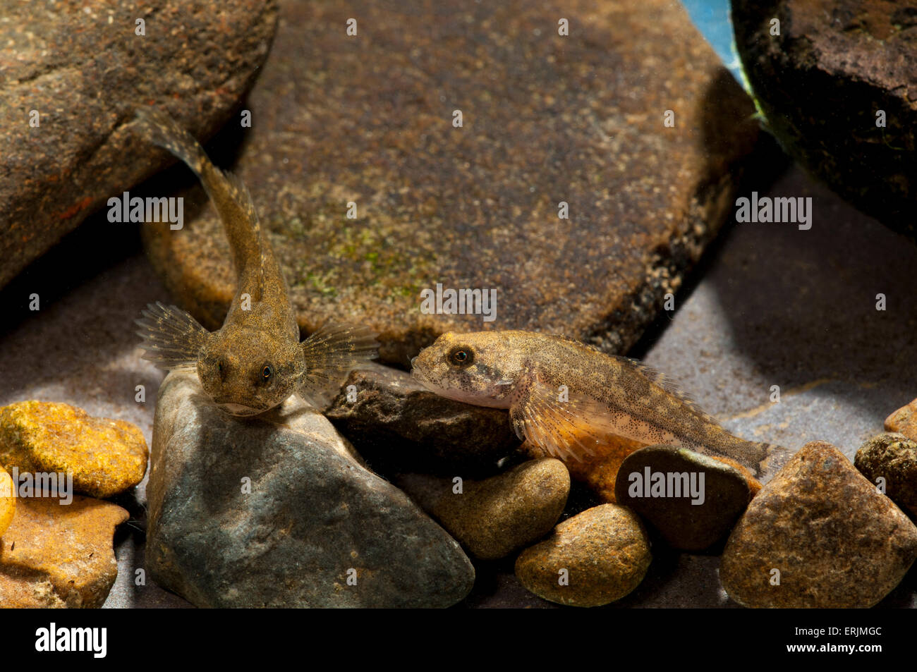 Chabot (Cottus gobio) aka miller's Thumb, alias de profondeur, paire d'adultes au repos sur le gravier en baleine, Yorkshire du Nord. De juin. Banque D'Images