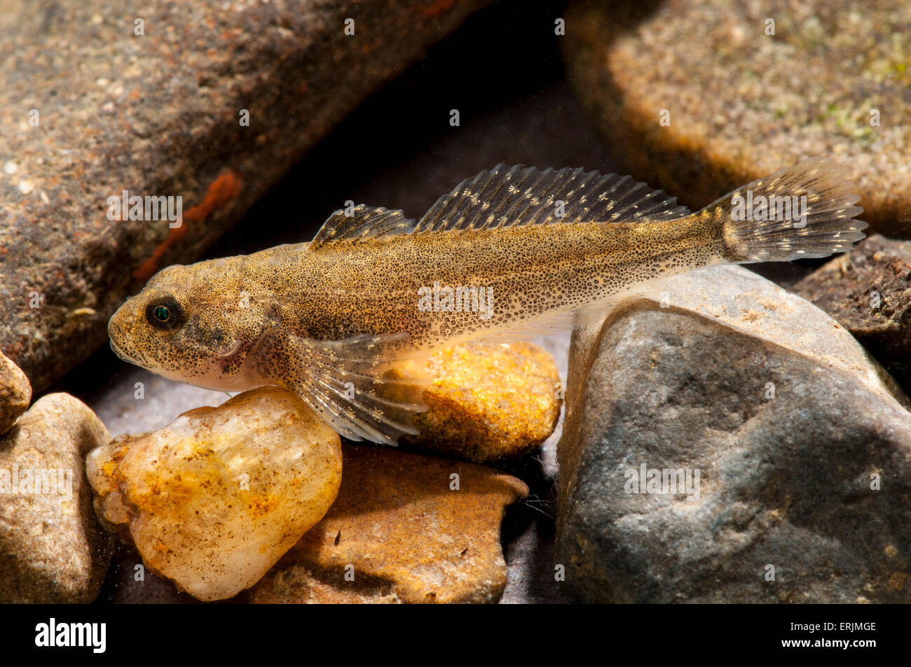 Chabot (Cottus gobio) aka miller's Thumb, alias est, adulte au repos sur le gravier en baleine, Yorkshire du Nord. De juin. Banque D'Images