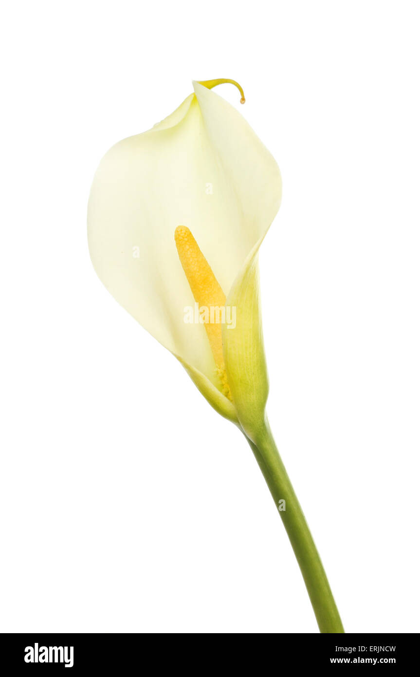 Zantedeschia également connu sous le nom de calla lily flower isolated on white Banque D'Images
