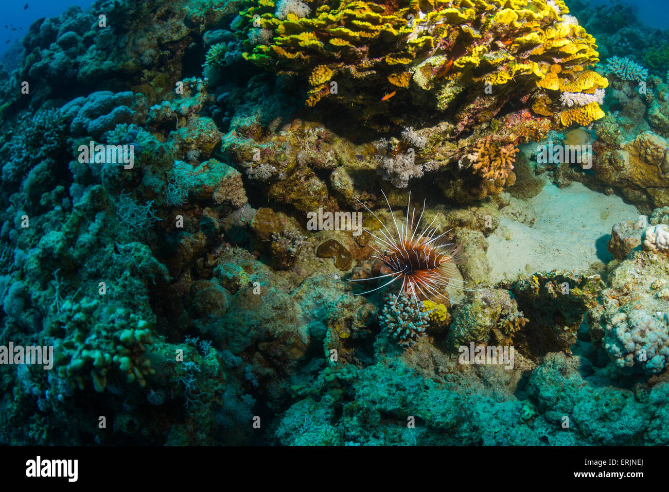 Vie sous-marine Banque D'Images