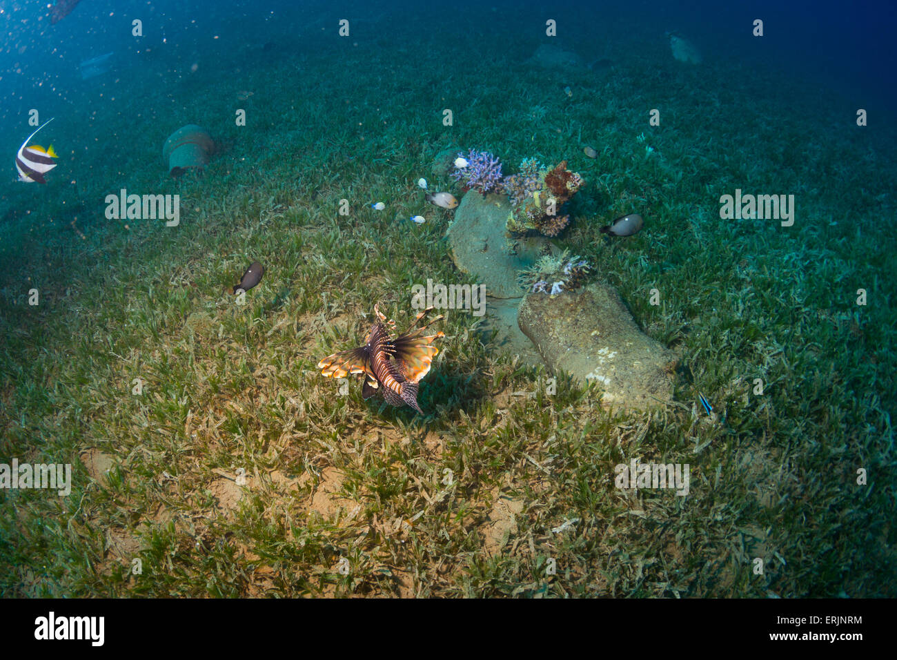 Vie sous-marine Banque D'Images