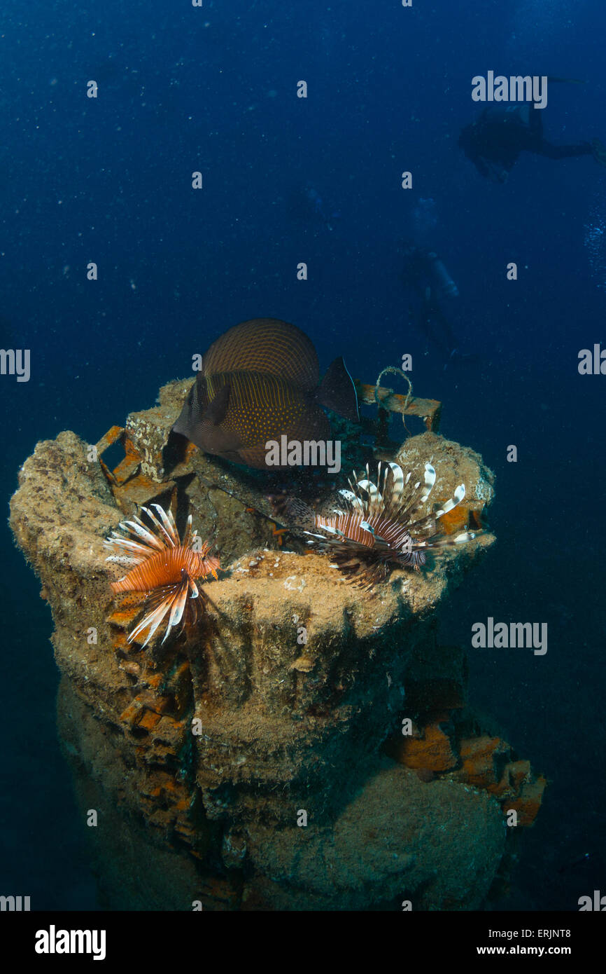 Vie sous-marine Banque D'Images