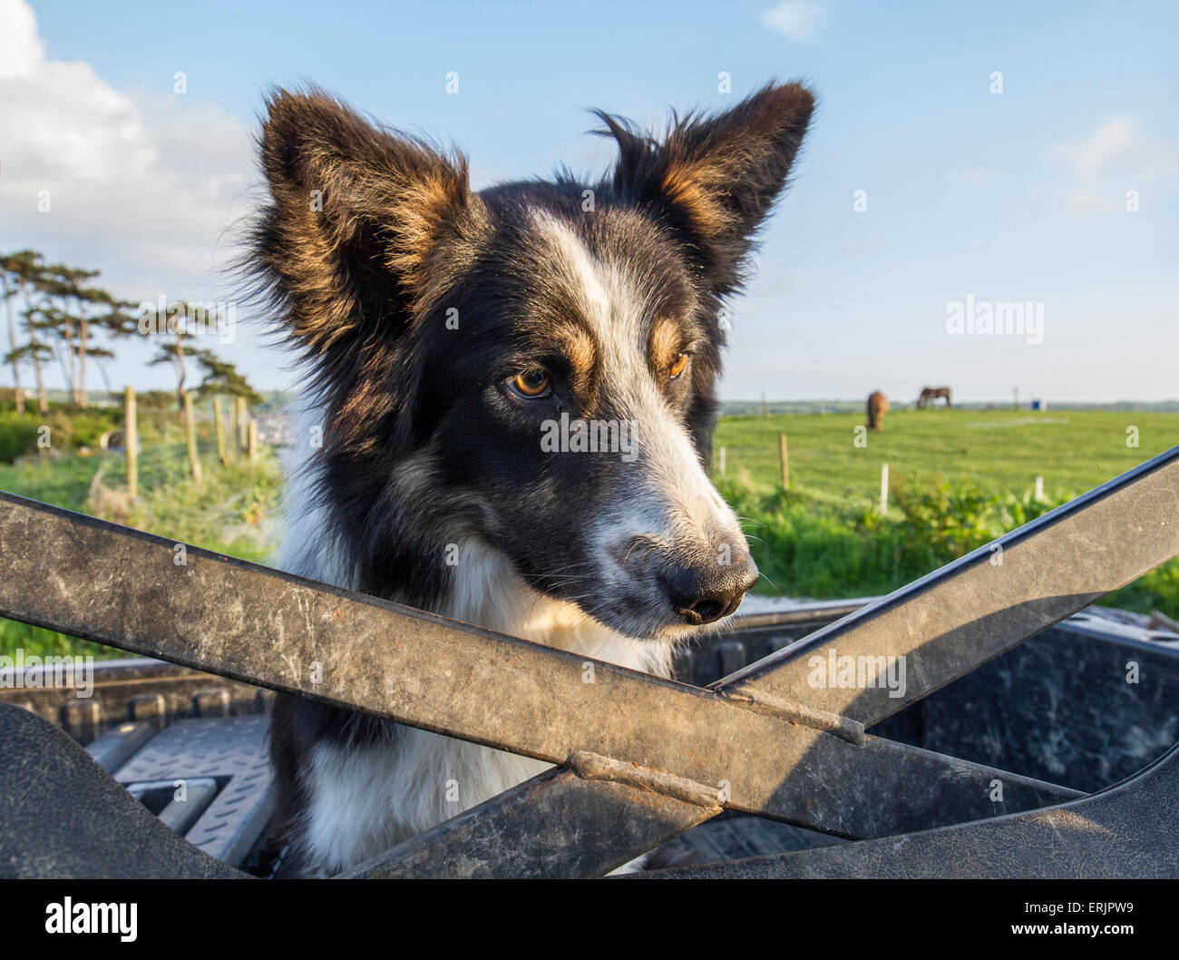 Chien border collie sur quad agricole Banque D'Images
