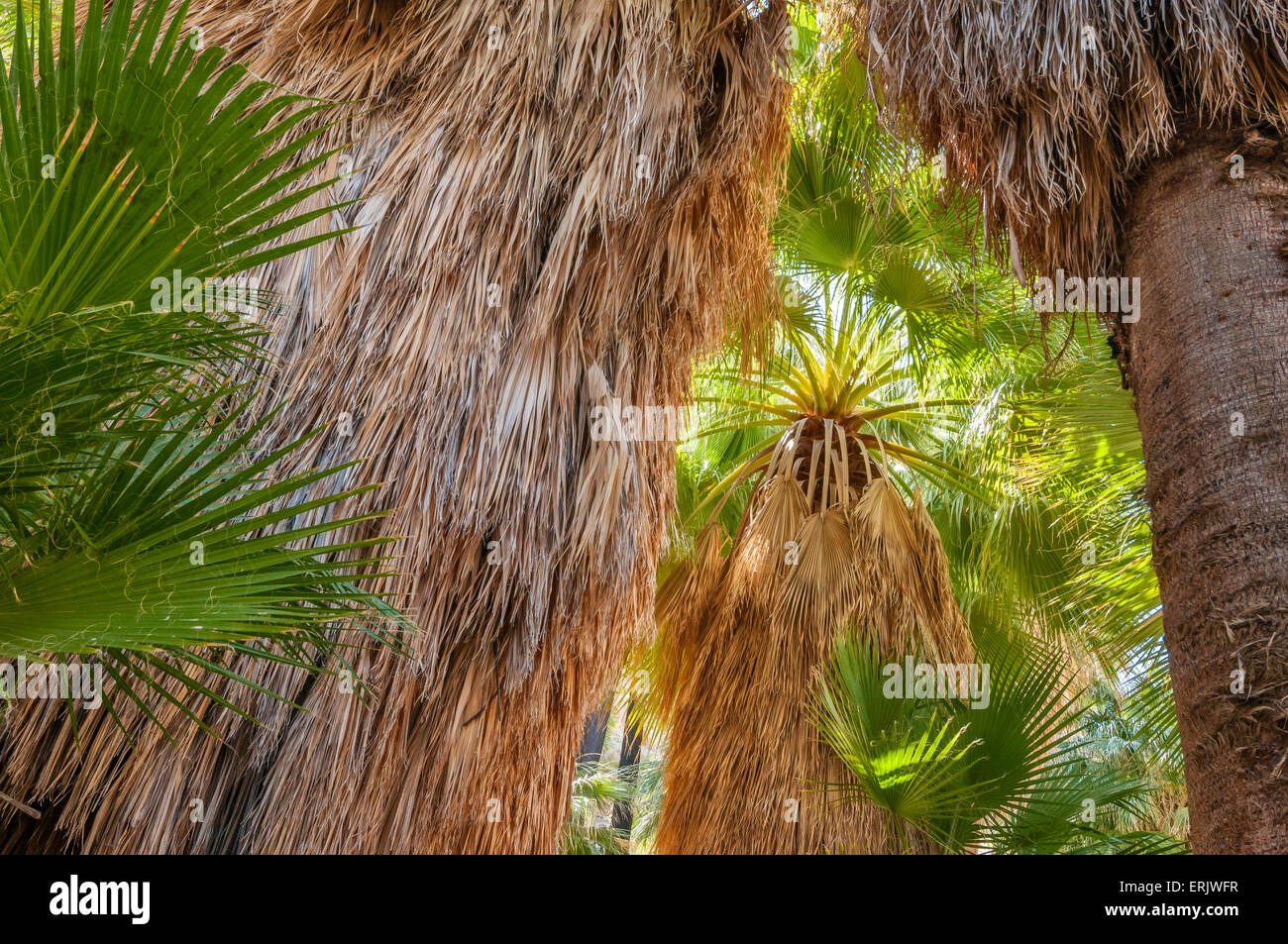 Ventilateur Californie palmiers à 49 Palms Oasis Trail, Joshua Tree National Park en Californie. Banque D'Images