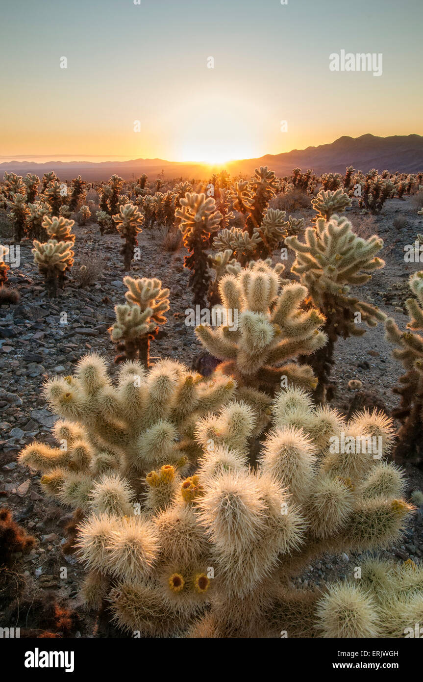 Cholla Cactus Garden à Joshua Tree National Park en Californie. Banque D'Images