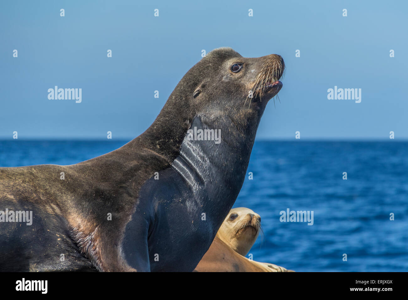 L Otarie De Californie Pres De Port De L Ile De Catalina Photo Stock Alamy