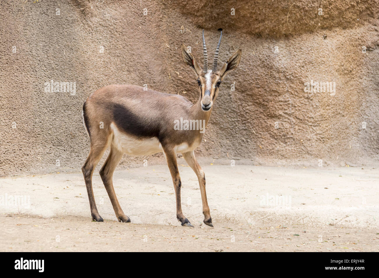 La gazelle de Cuvier, une espèce en voie de disparition, au Zoo de San Diego. Banque D'Images