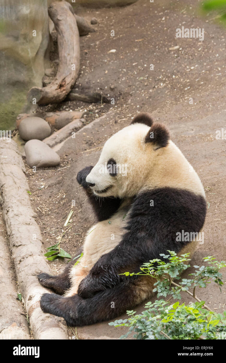 'Grand Panda Bear Cub au Zoo de San Diego. Banque D'Images