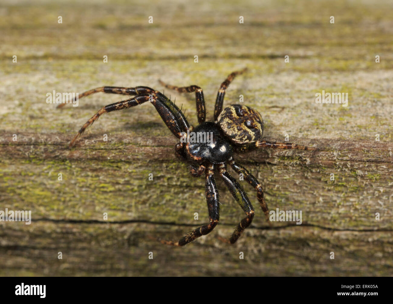 Écorce mâle araignée crabe (Bassaniana utahensis) Banque D'Images