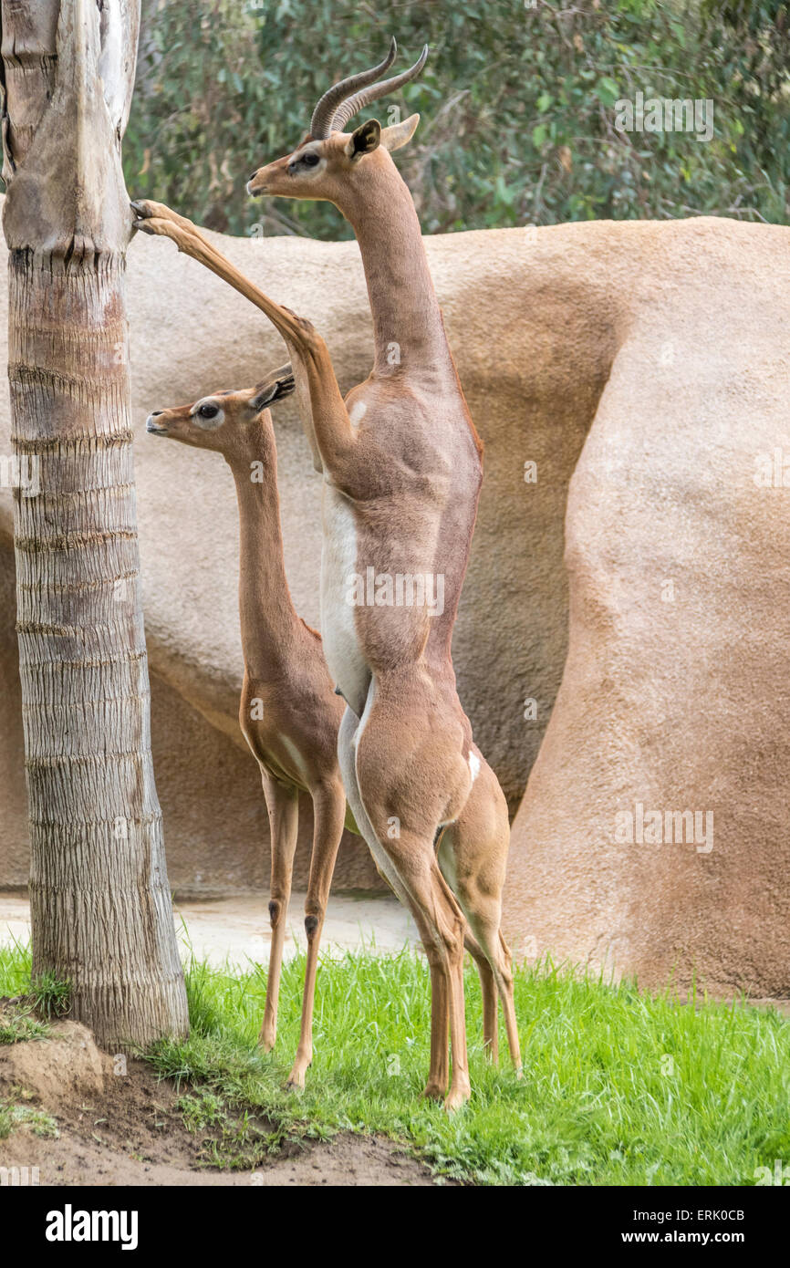 Le sud de l'Gerenuk au Zoo de San Diego. Banque D'Images