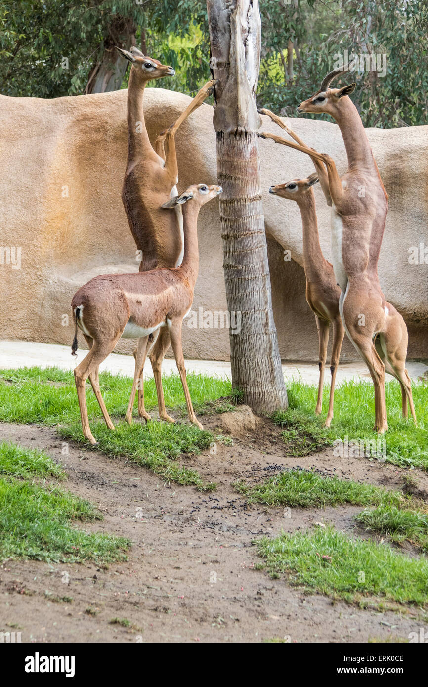 Le sud de l'Gerenuk au Zoo de San Diego. Banque D'Images