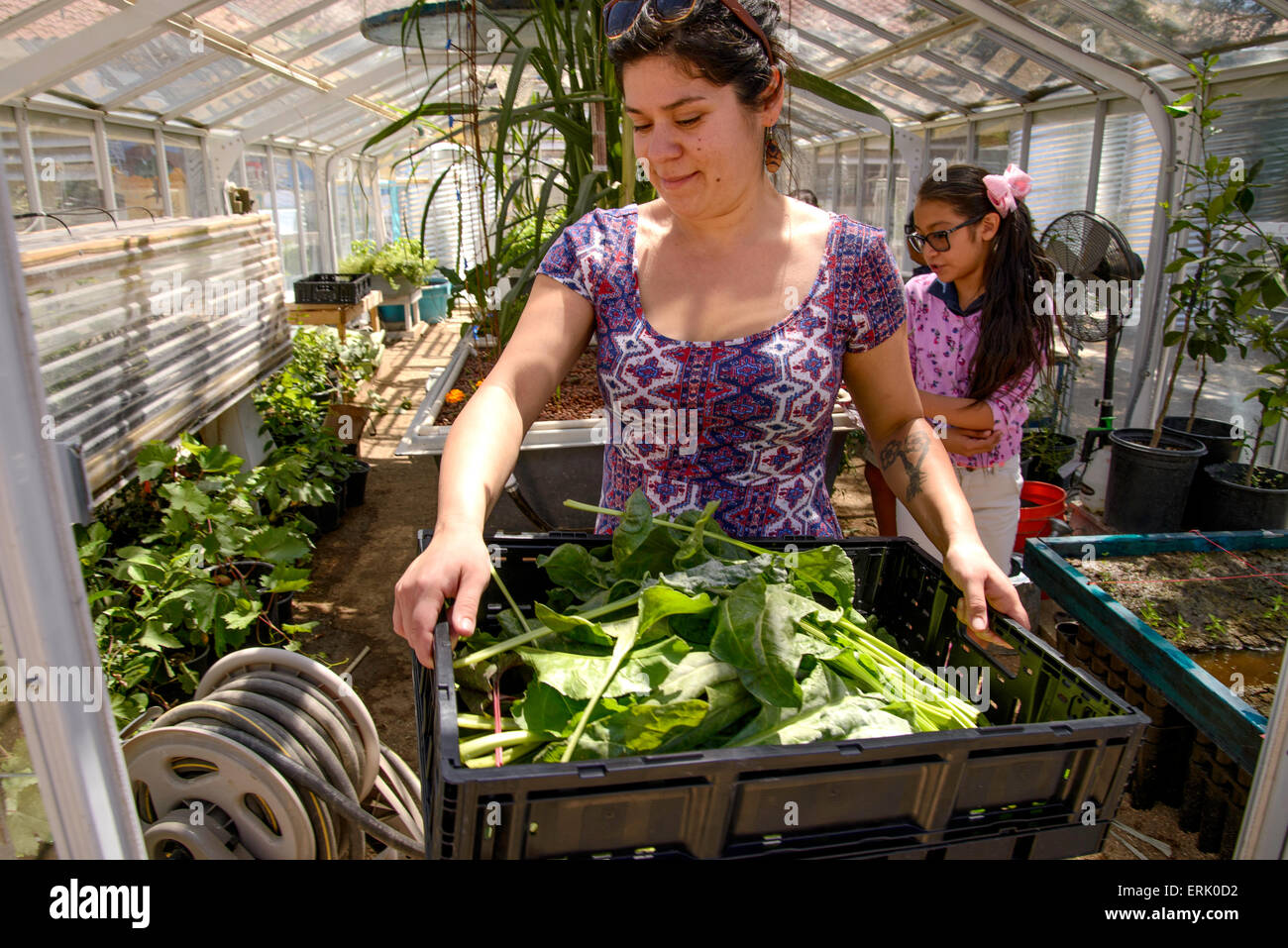 Manzo'École élémentaire travailler avec un stagiaire de l'Université de l'Arizona dans l'école, jardin biologique du Tucson, Arizona, USA. Banque D'Images