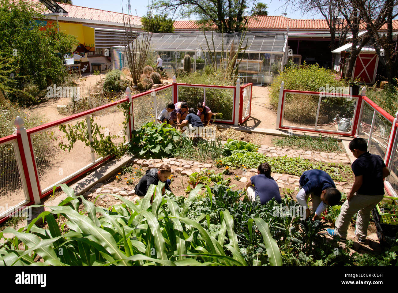 Manzo travail aux élèves de l'école primaire à l'école, jardin biologique du Tucson, Arizona, USA. Banque D'Images