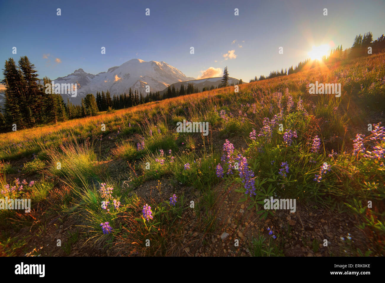 Le lever du soleil, Mt Rainier National Park, Washington Banque D'Images