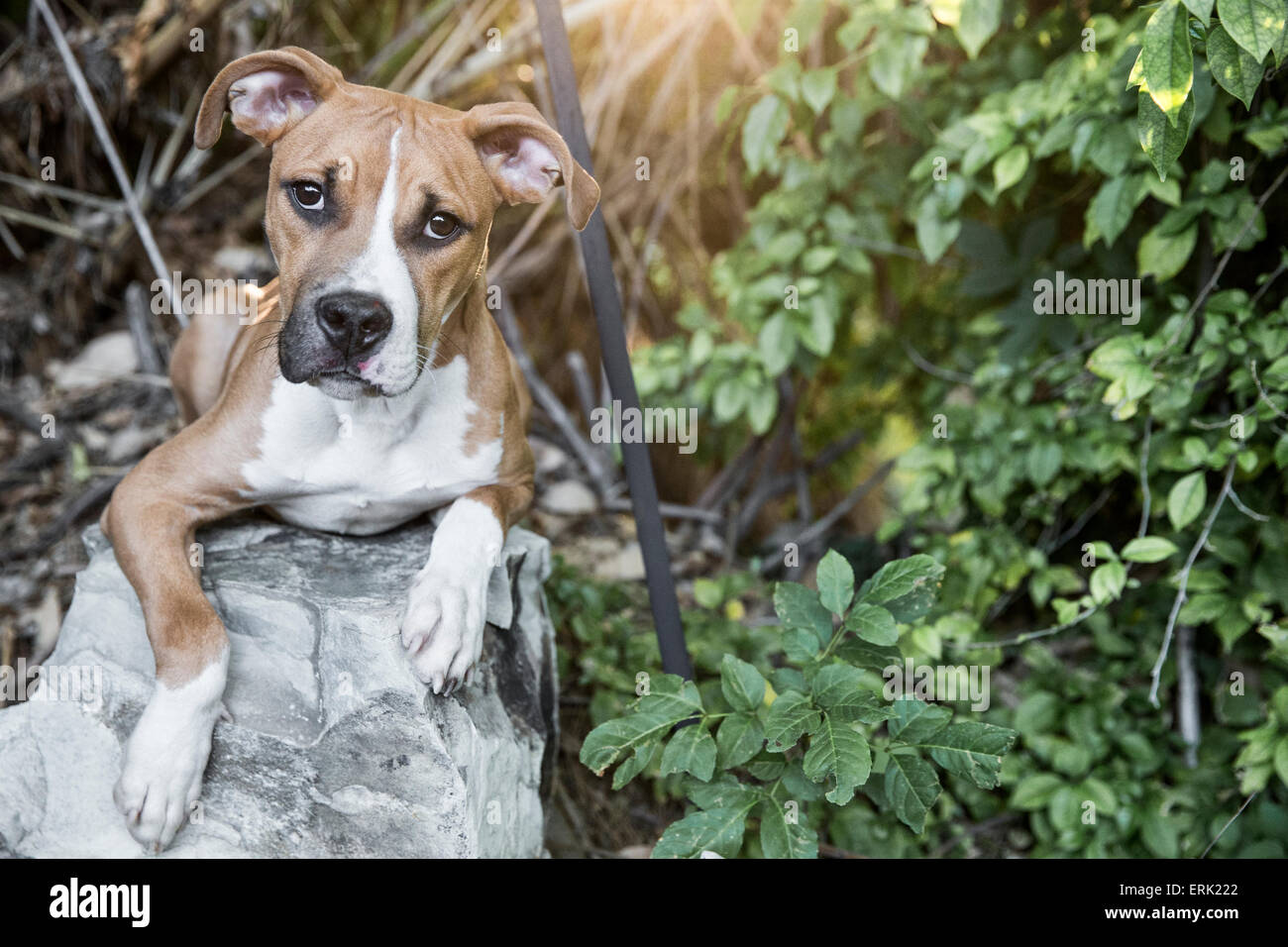 Portrait of light brown chiot blanc portant sur un rocher en scène riche de plantes vertes et de feuillage dans jardin avec soleil chaud flare Banque D'Images