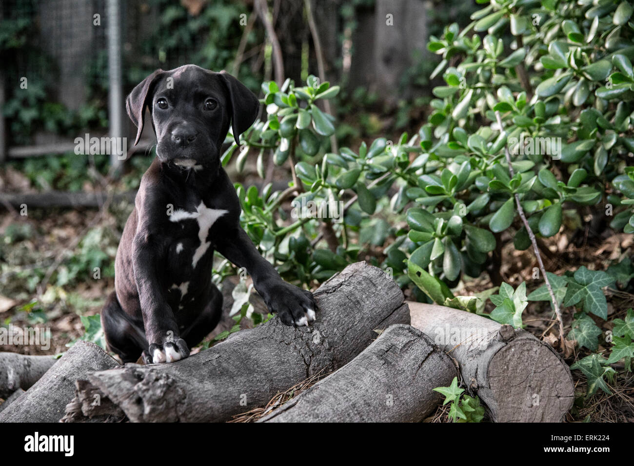 Portrait de petit chiot noir dans la nature avec les pieds sur les journaux Banque D'Images