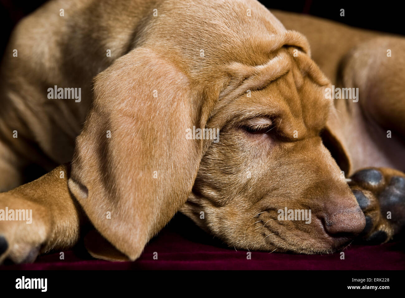Close Up Studio De Jeune Chiot Vizsla Devint Recroquevillee De Coucher Avec Grand Les Oreilles Tombantes Et L Utilisation Des Rides Sur Son Front Et De La Tete Photo Stock Alamy