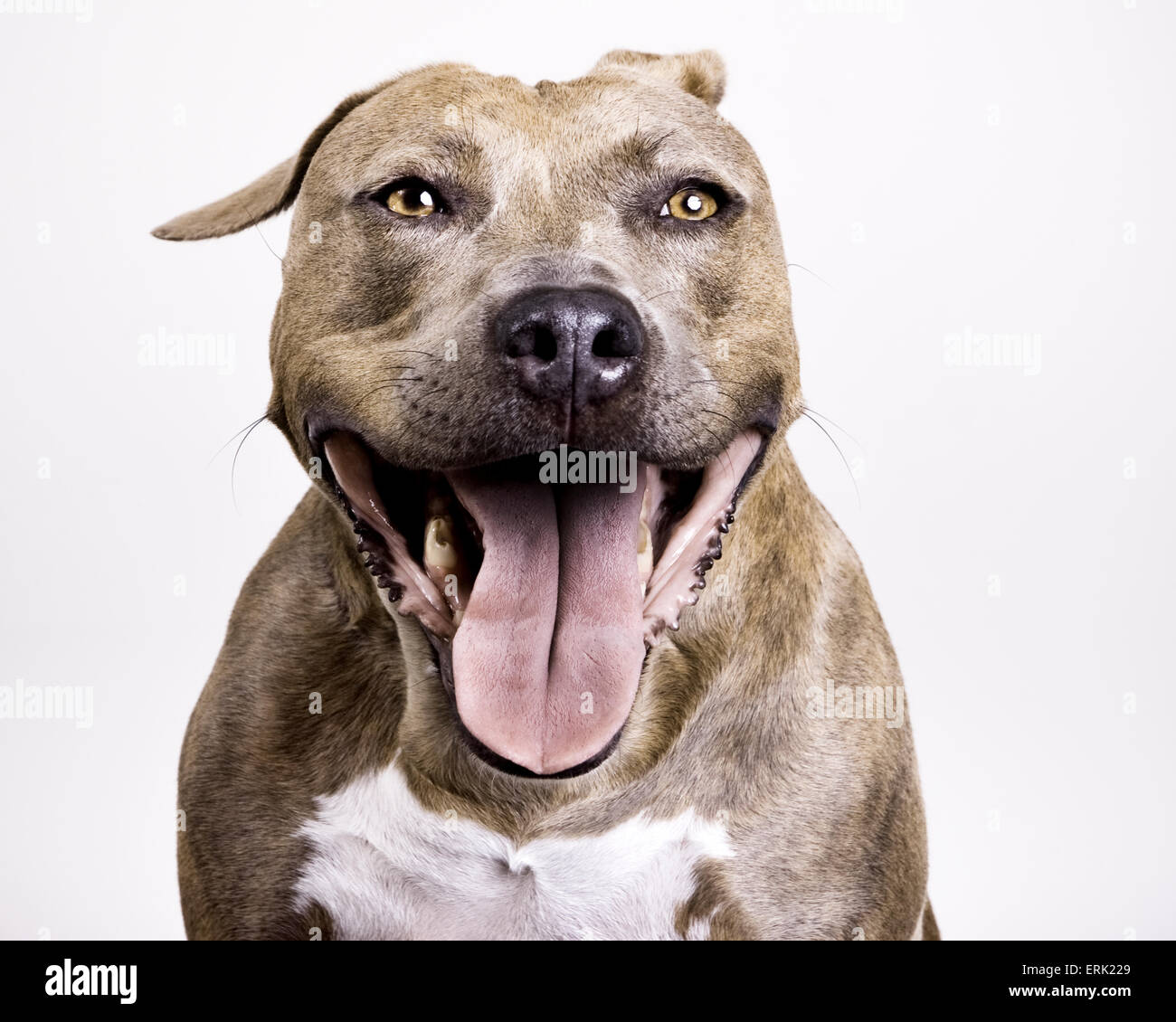 Close up head tourné en studio de brun bringé Pitbull dog avec engagement géant sourire heureux face caméra sur fond blanc Banque D'Images Close up head tourné en studio de brun bringé Pitbull dog avec engagement géant sourire heureux face caméra sur fond blanc Banque D'Images
