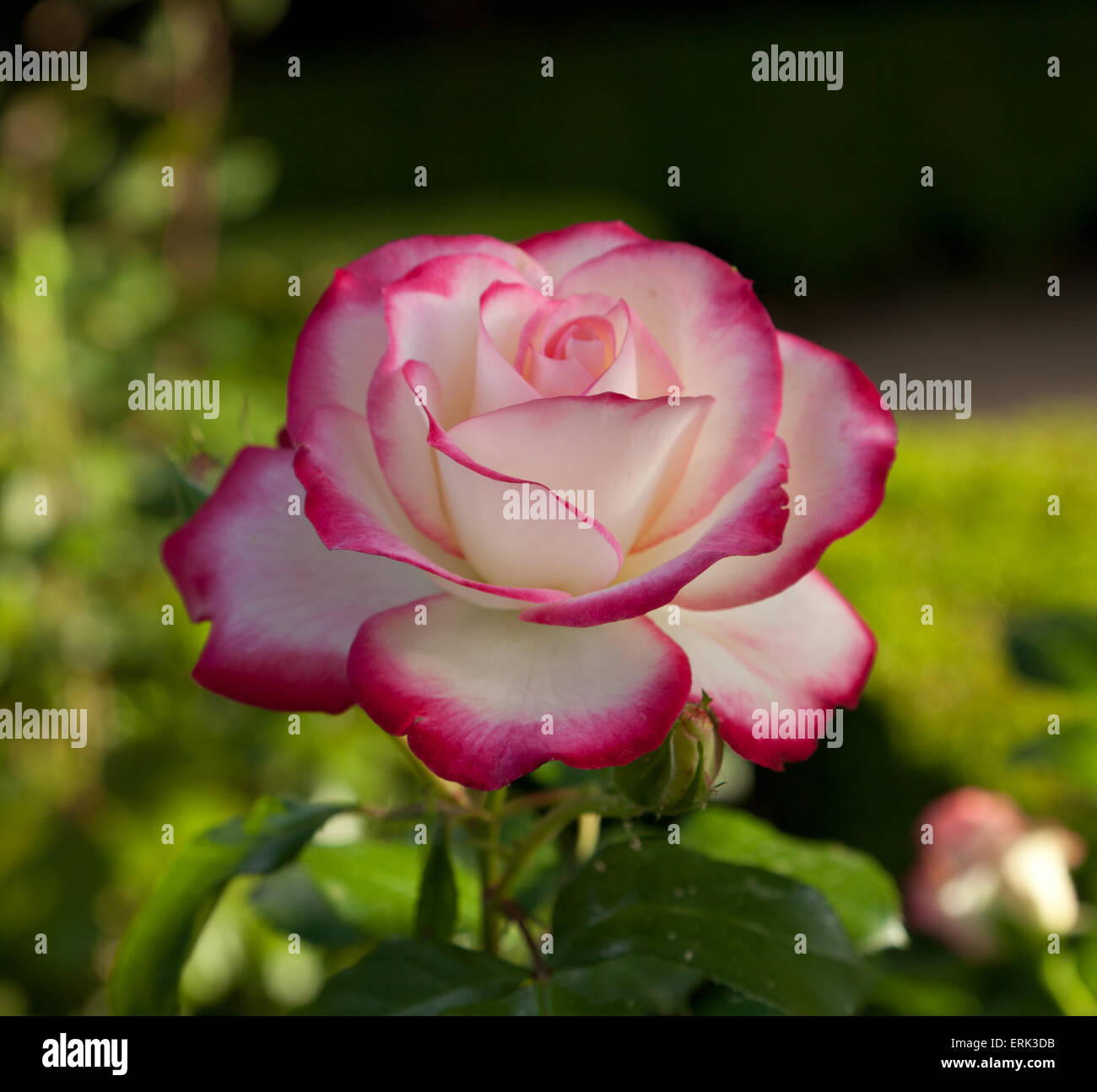 Rose Jubile du Prince de Monaco Banque D'Images