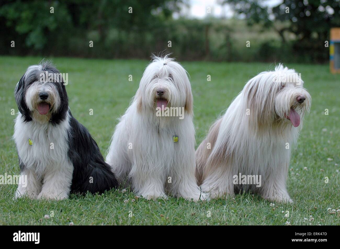 Sitting Collie barbu Banque D'Images