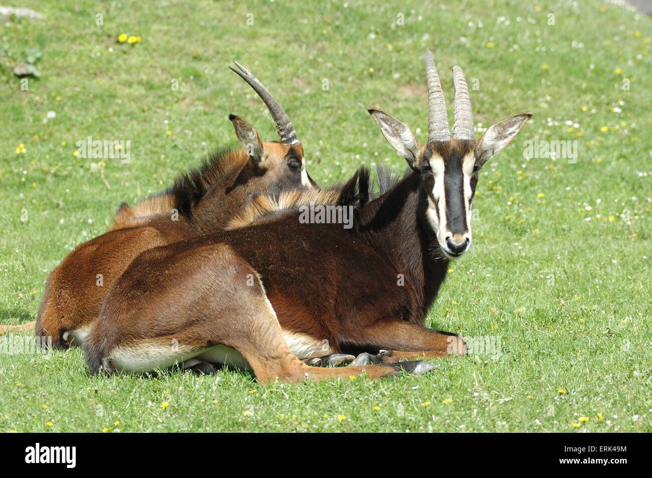 Scimitar-horned oryx Banque D'Images