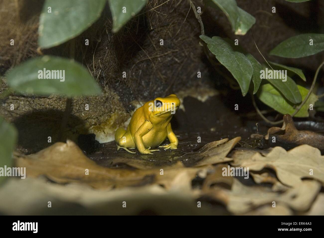 Golden poison dart frog Banque D'Images