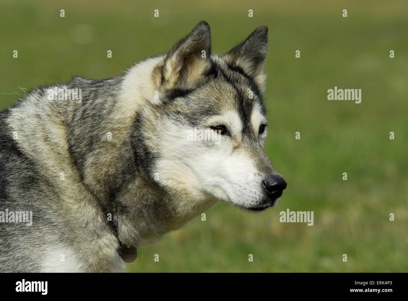 Husky Sibérien Banque D'Images