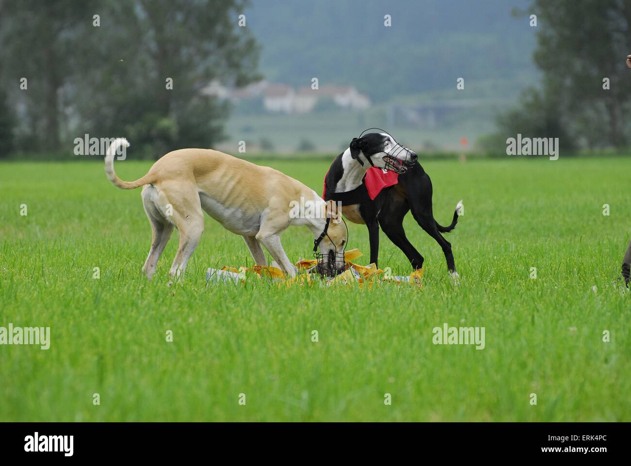 Galgo Espanol Banque D'Images