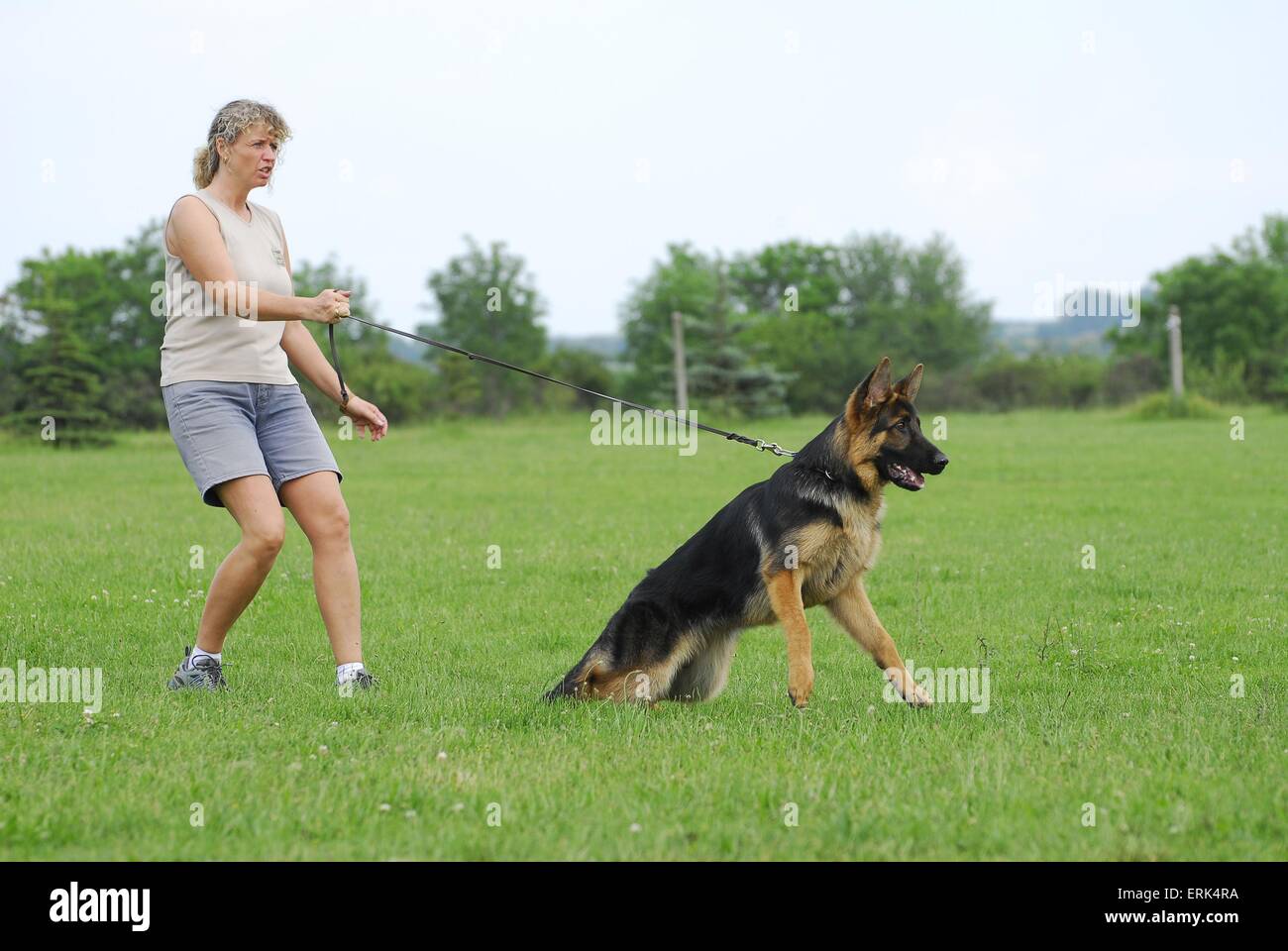 Chien de protection formation Banque D'Images