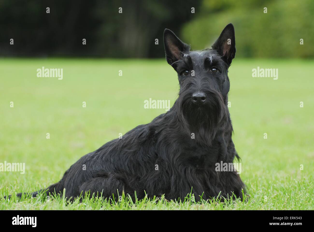 Scottish Terrier Banque D'Images