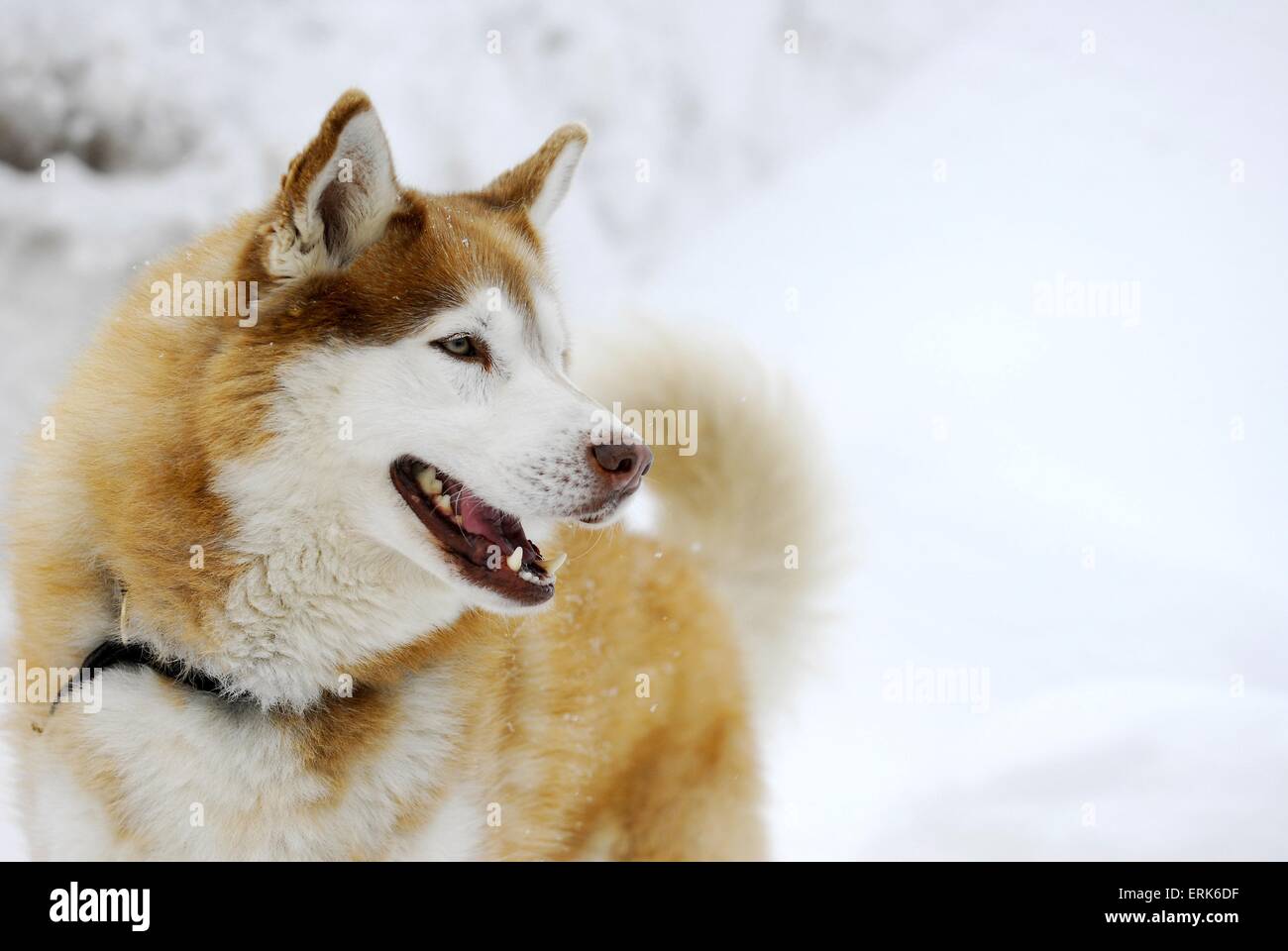 Husky de Sibérie Portrait Banque D'Images