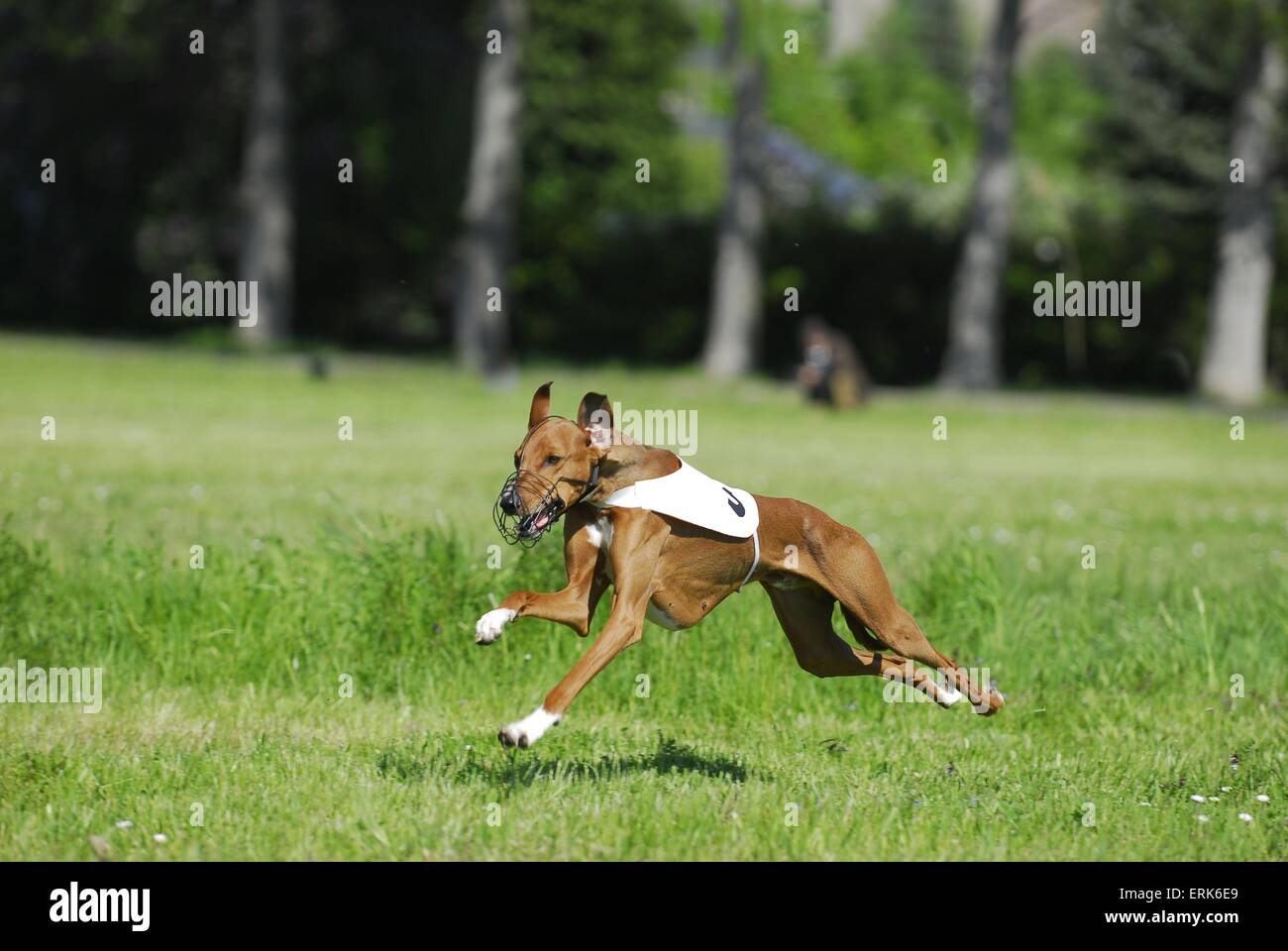 Course de chiens à l'Azawakh Banque D'Images