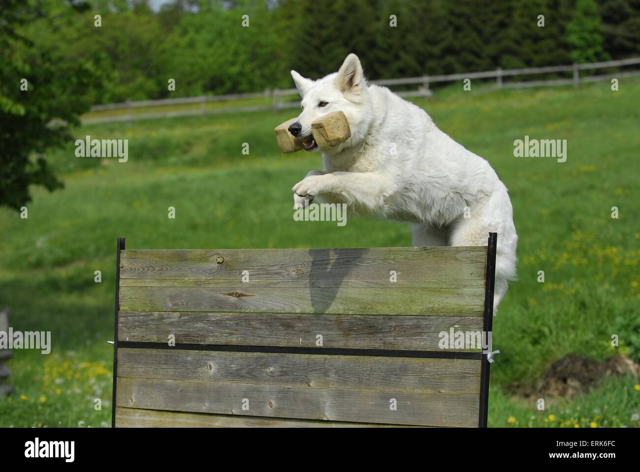 Berger Blanc Suisse de saut Banque D'Images