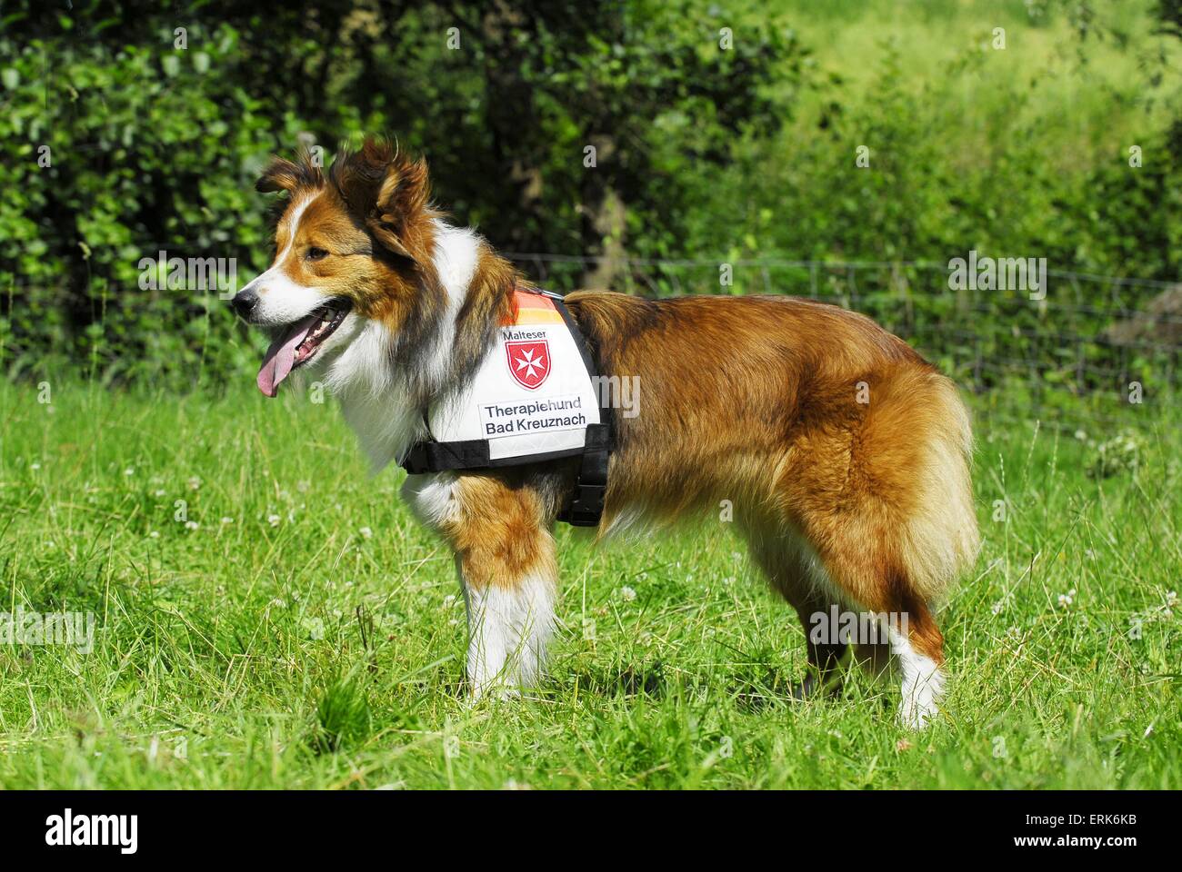 chien de sauvetage Banque D'Images