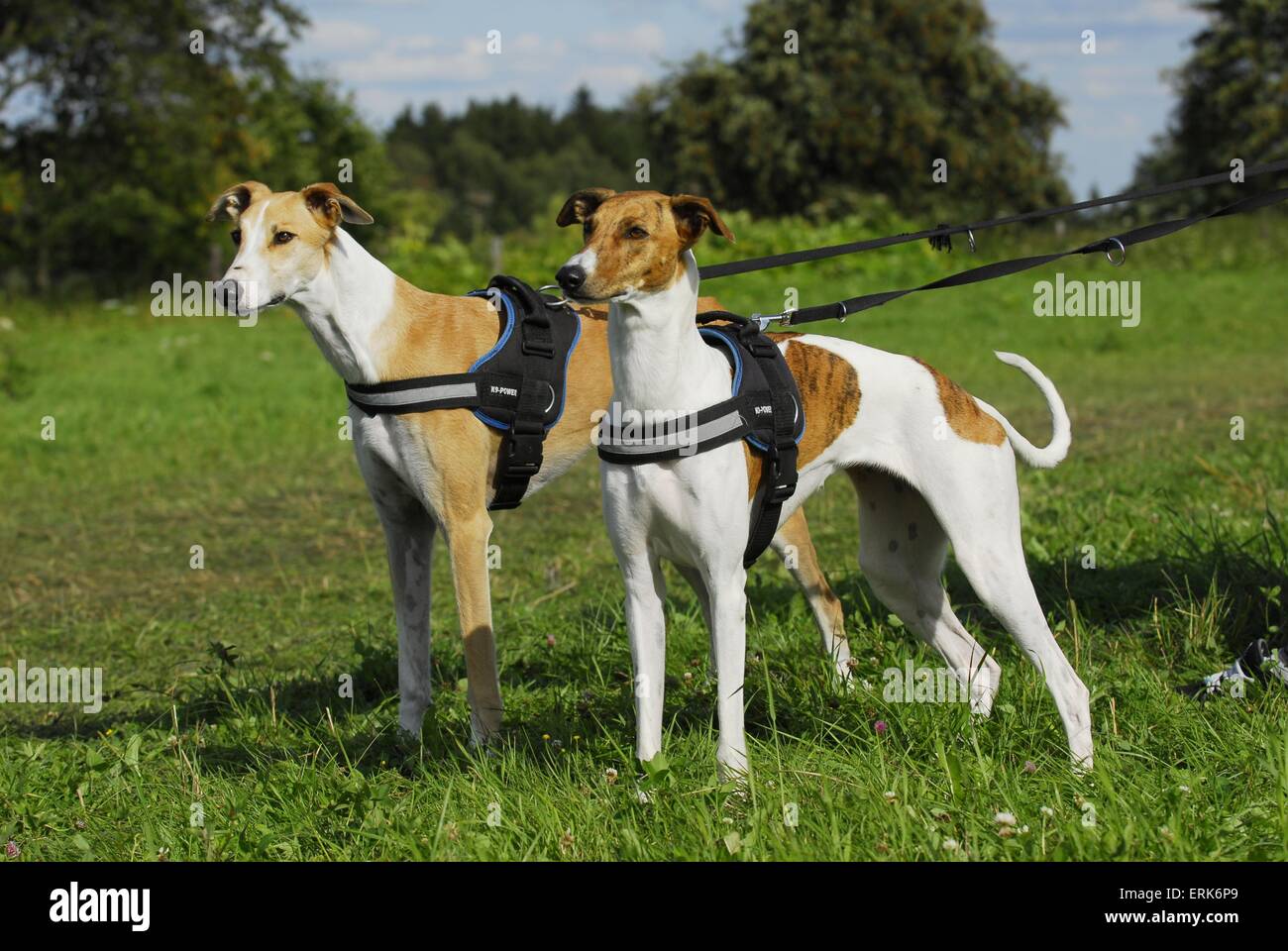 Magyar agar dog Banque de photographies et d'images à haute résolution -  Alamy