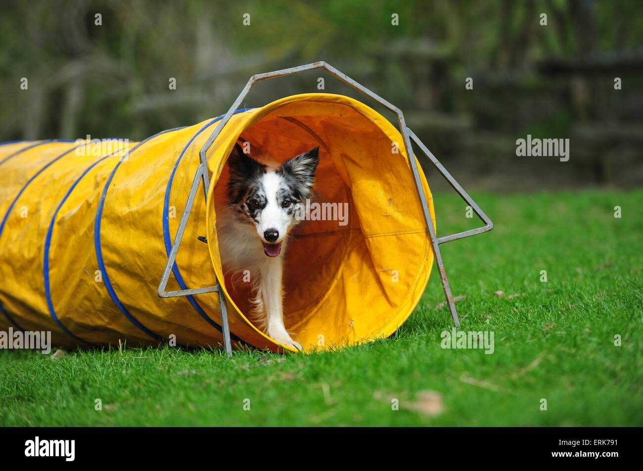 Border collie agility Banque de photographies et d’images à haute résolution Alamy