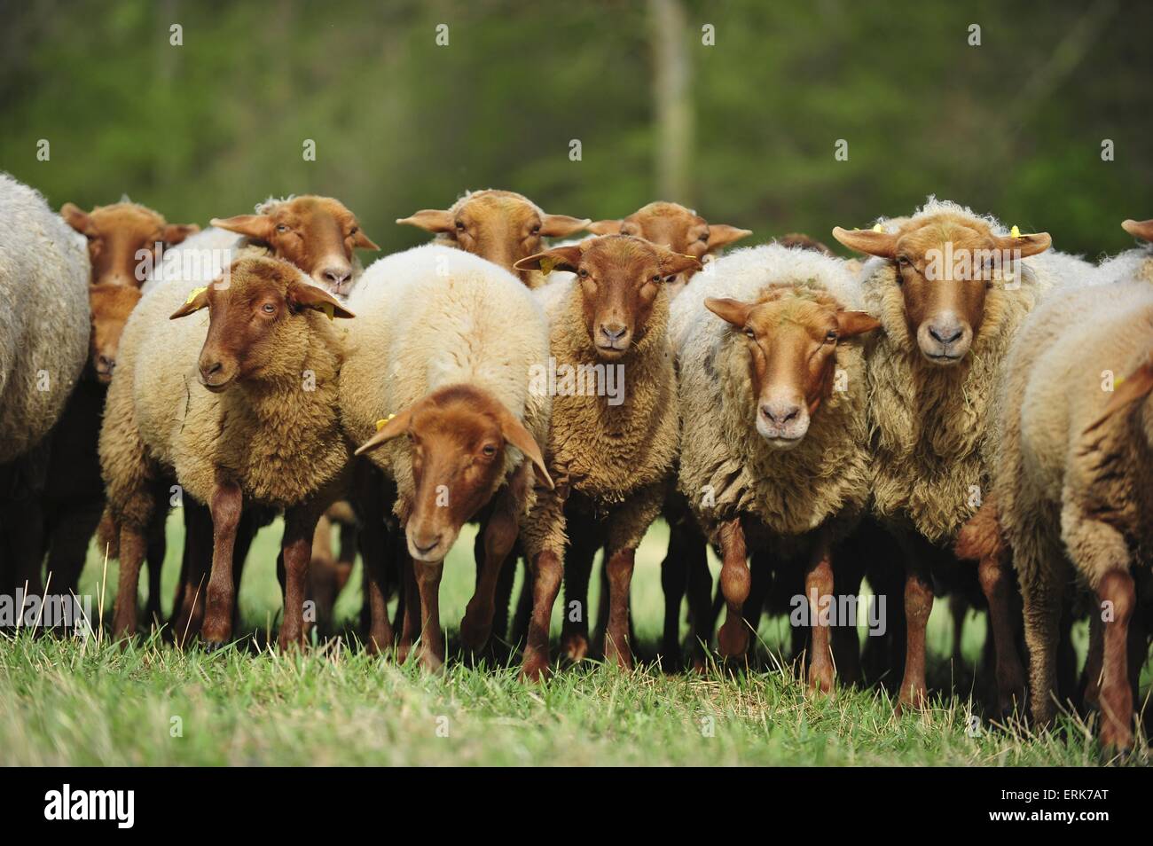 moutons Banque D'Images