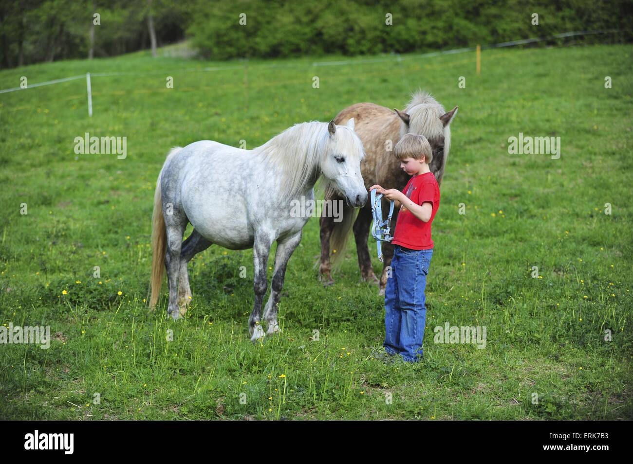 garçon avec les poneys Banque D'Images