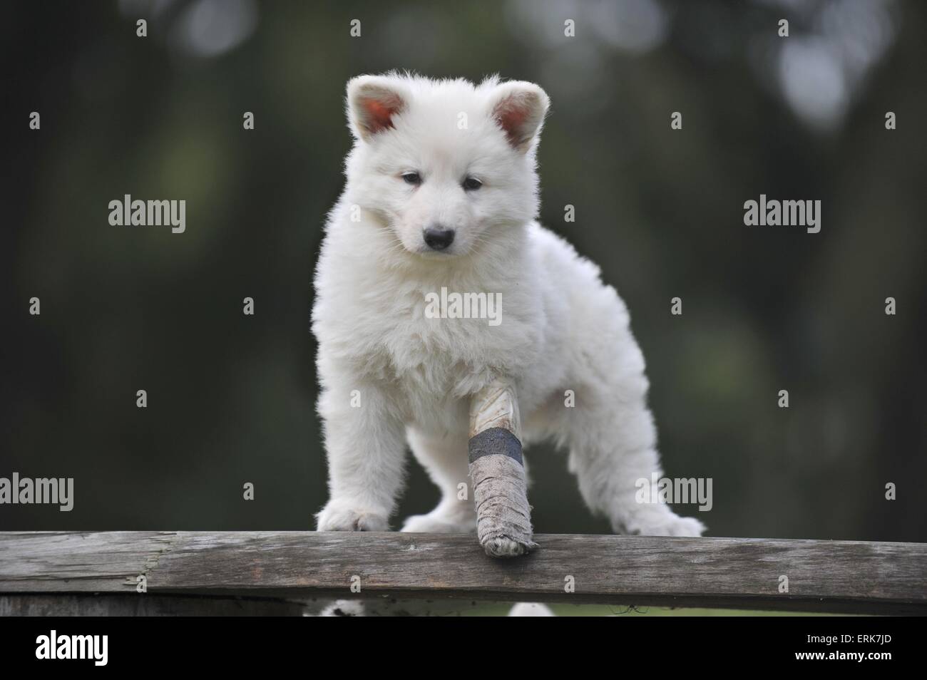 Chiot Berger Blanc Suisse Banque D'Images