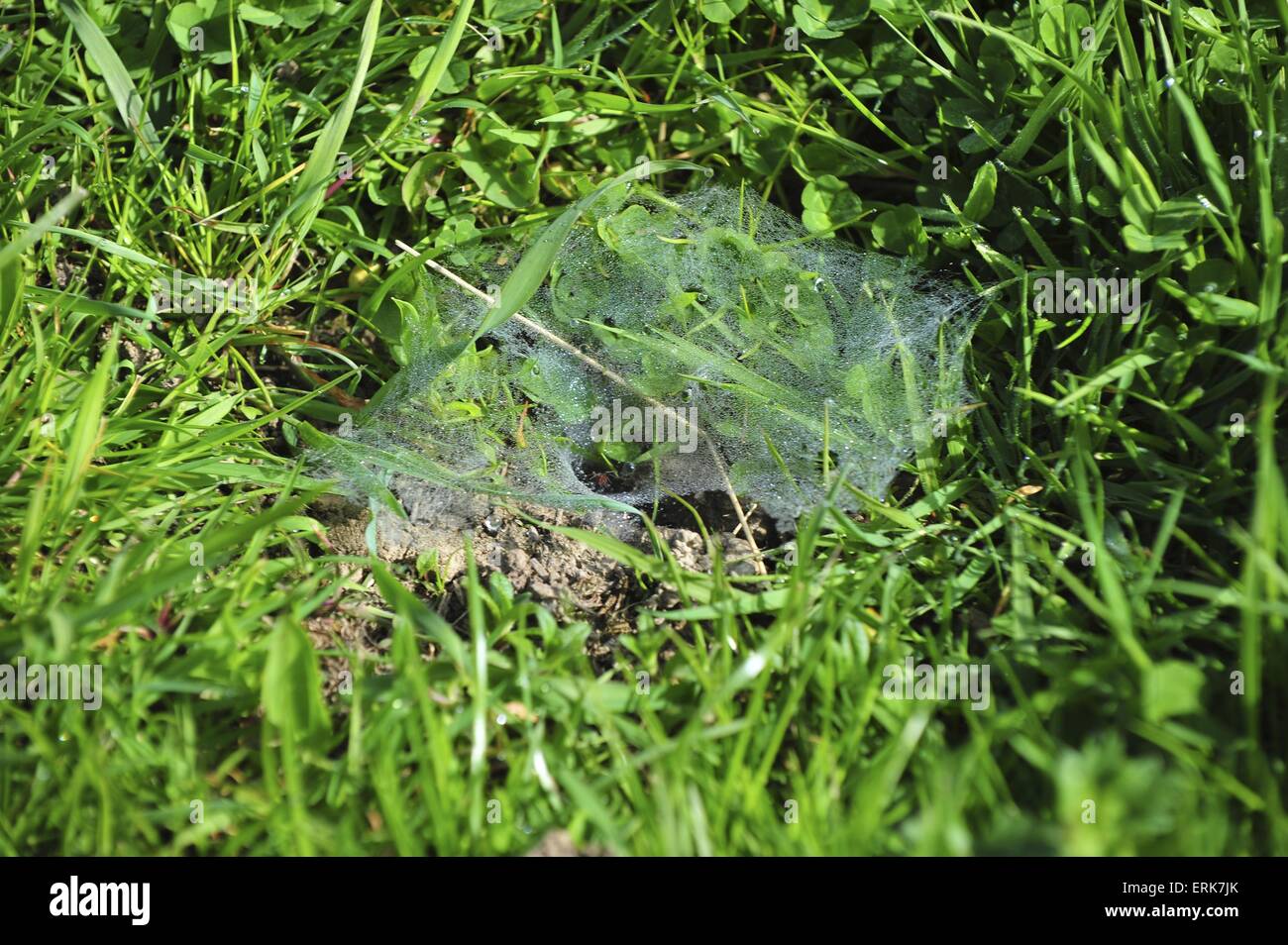 Spider web Banque D'Images