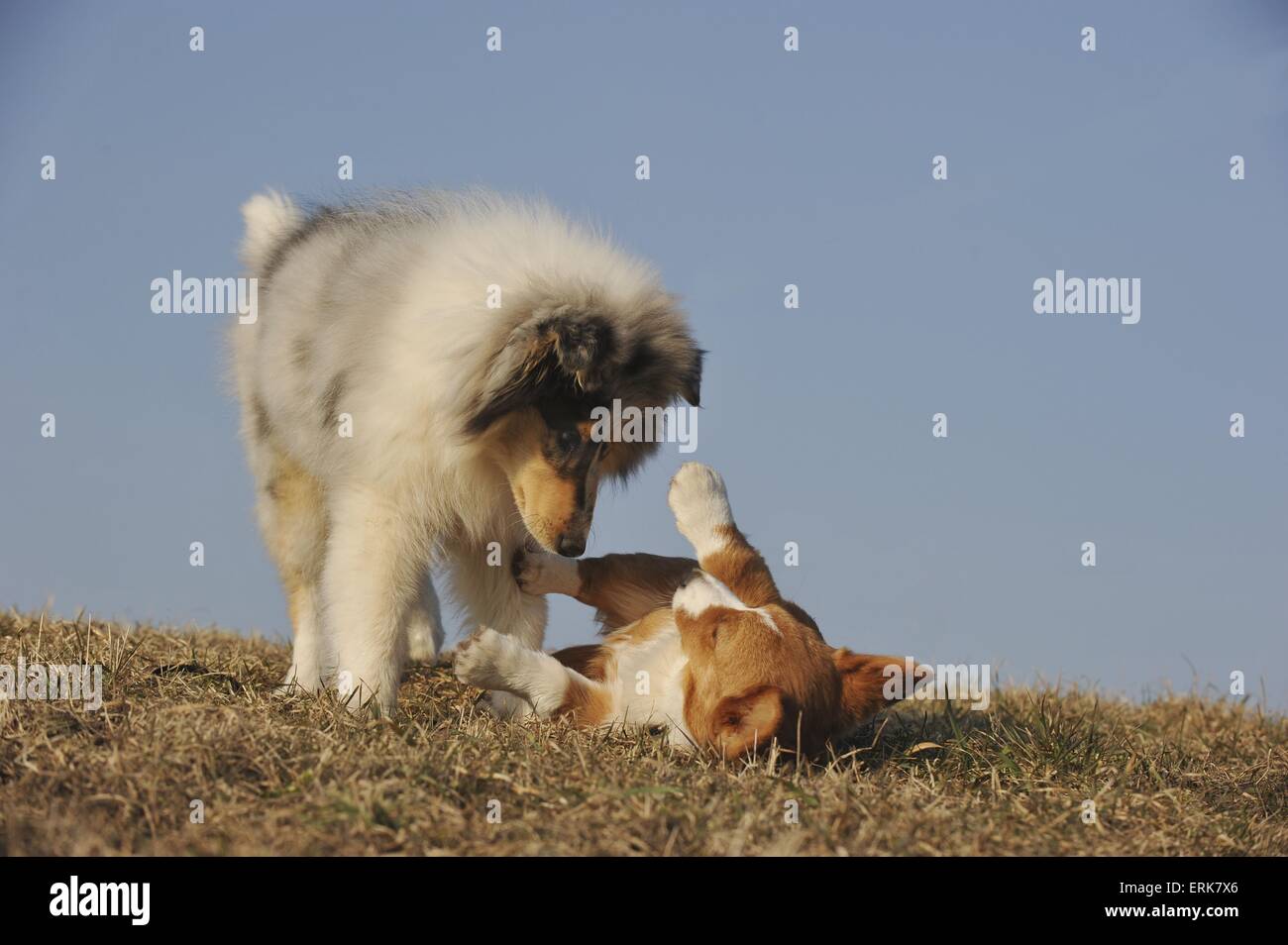 2 chiots Banque D'Images