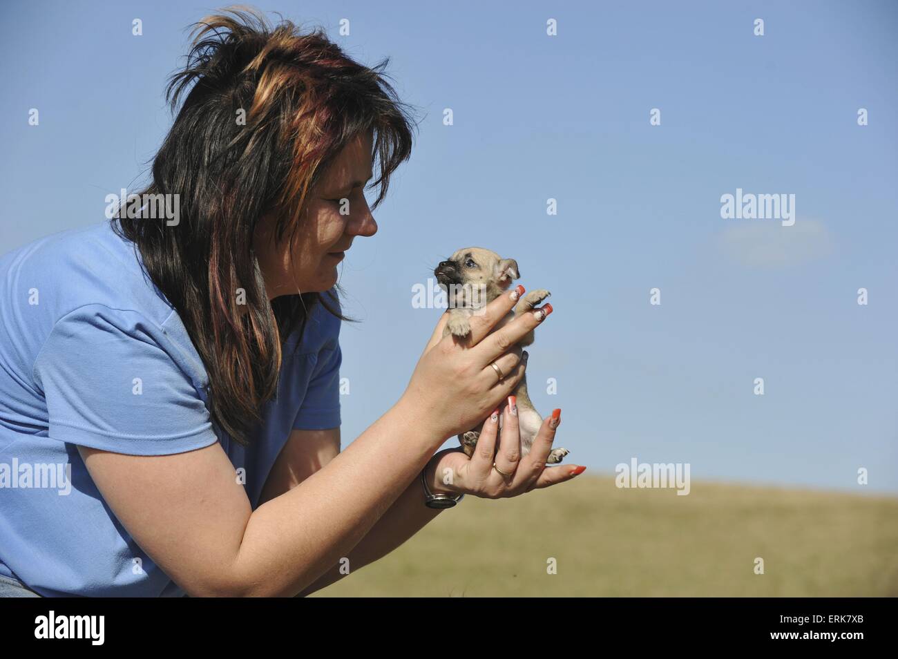 Femme avec Chihuahua Puppy Banque D'Images