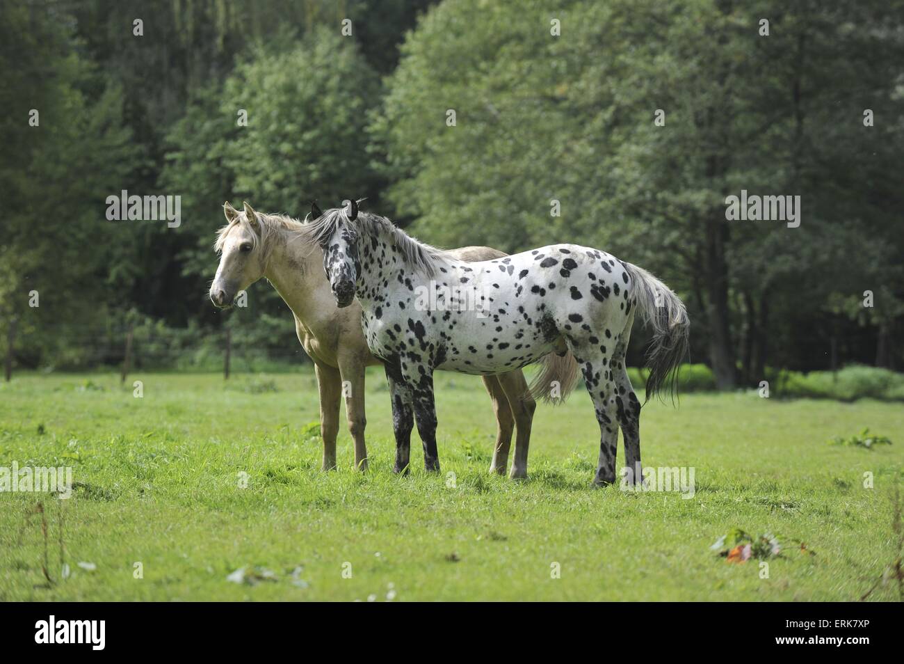 2 chevaux Banque D'Images