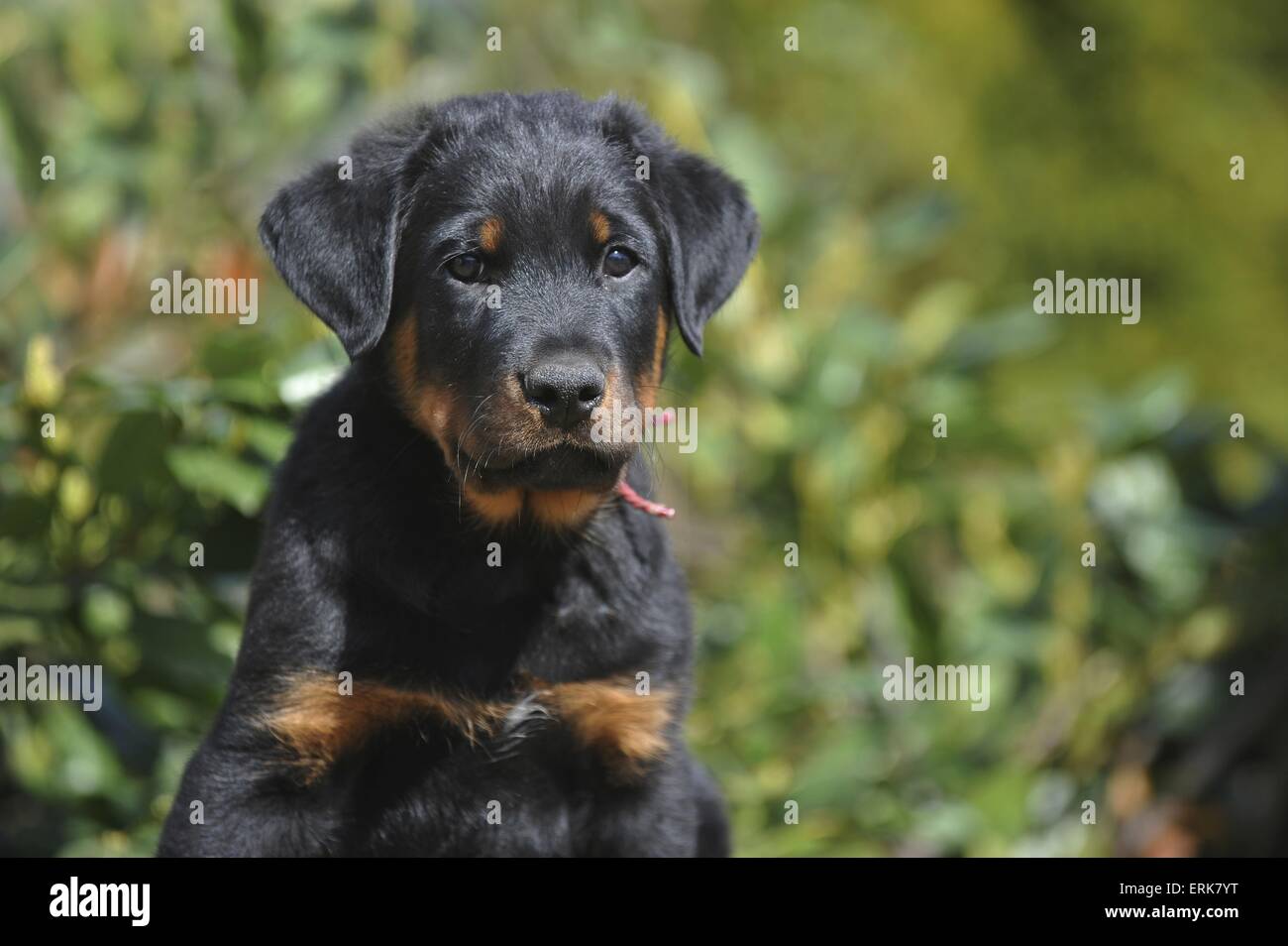 Beauceron Dog Banque D Image Et Photos Alamy